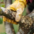 Natural Remedies for Tree Diseases: Effective Treatments for Healthy Trees