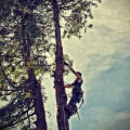 Tree Disease Treatment: Why Tree Health Services Matter for Long-Term Tree Care in Damascus, OR