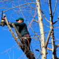 Healthy Trees Start With the Right Care: Tree Disease Treatment and Tree Care in Boone County