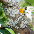 Understanding Tree Disease Treatments: A Guide to Healing Your Trees