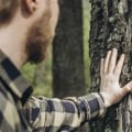 Finding a Trusted Tree Disease Treatment Specialist: A Step-by-Step Approach