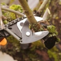 Understanding the Role of Pruning in Tree Disease Management