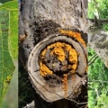 Can Trees Be Saved from Disease? Understanding Tree Disease Treatment