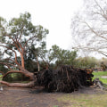 How Weather Conditions Influence Tree Vulnerability to Diseases and Effective Treatments