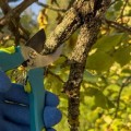 Essential Strategies for Keeping Your Trees Healthy and Disease-Free