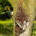 Understanding the Causes of Tree Diseases and Their Treatment