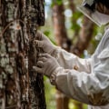 Understanding Government Regulations on Tree Disease Treatment