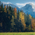 Effective Tree Disease Treatment and Inventory in Cabins, WV