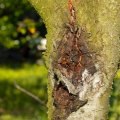 What to Do If You Suspect Your Neighbor's Trees Have a Disease
