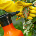 Understanding the Safety of Chemical Treatments for Tree Diseases