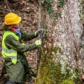 Essential Precautions for Handling and Disposing of Infected Trees