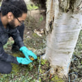 Deciding Between DIY and Professional Help for Tree Disease Treatment