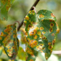 Identifying and Treating Tree Diseases: Symptoms and Solutions