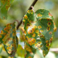Identifying the Spread of Tree Diseases: Key Signs and Treatments