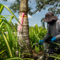 Preventing Tree Diseases: Effective Strategies and Treatments