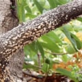 Understanding Common Tree Diseases and Their Treatments in Your Area