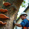 Identifying Warning Signs of Tree Disease Vulnerability