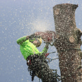 Understanding Tree Disease and Storm Cleanup in South Lake Tahoe