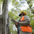 Essential Qualifications for Choosing a Tree Disease Treatment Professional