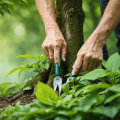Essential Aftercare for Tree Disease Treatment: Maintenance and Follow-Up Strategies