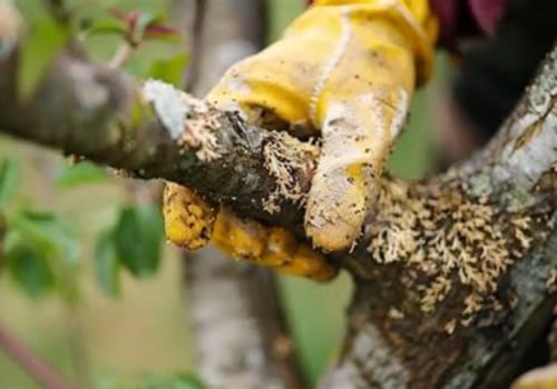 Natural Remedies for Tree Diseases: Effective Treatments for Healthy Trees