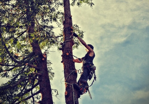 Tree Disease Treatment: Why Tree Health Services Matter for Long-Term Tree Care in Damascus, OR