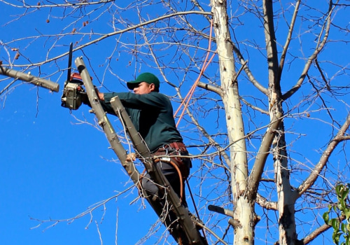 Healthy Trees Start With the Right Care: Tree Disease Treatment and Tree Care in Boone County