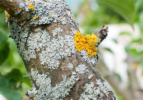 Understanding Tree Disease Treatments: A Guide to Healing Your Trees