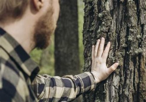 Finding a Trusted Tree Disease Treatment Specialist: A Step-by-Step Approach