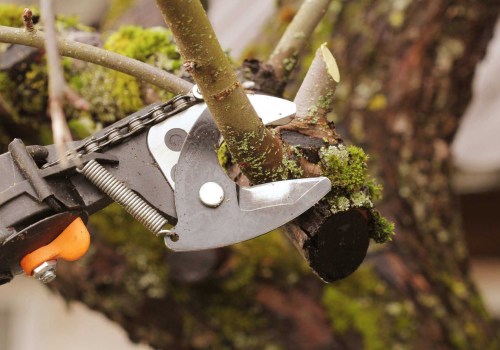 Understanding the Role of Pruning in Tree Disease Management