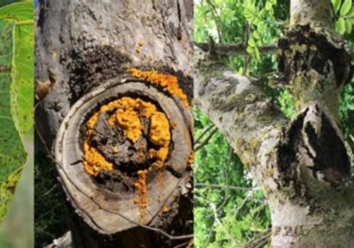 Can Trees Be Saved from Disease? Understanding Tree Disease Treatment