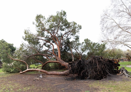 How Weather Conditions Influence Tree Vulnerability to Diseases and Effective Treatments