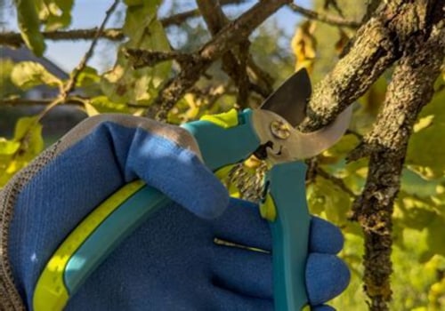 Essential Strategies for Keeping Your Trees Healthy and Disease-Free
