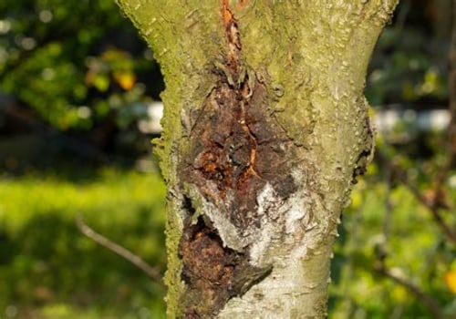 Understanding the Causes of Tree Diseases and Their Treatment