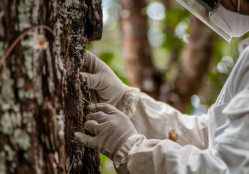 Understanding Government Regulations on Tree Disease Treatment