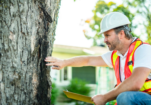 Essential Tree Inspections: How Often Should You Check for Disease?