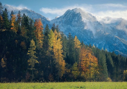 Effective Tree Disease Treatment and Inventory in Cabins, WV