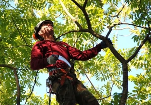 Avoiding Common Mistakes in Tree Disease Treatment