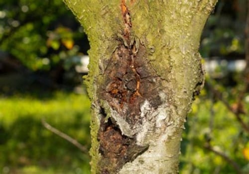 What to Do If You Suspect Your Neighbor's Trees Have a Disease