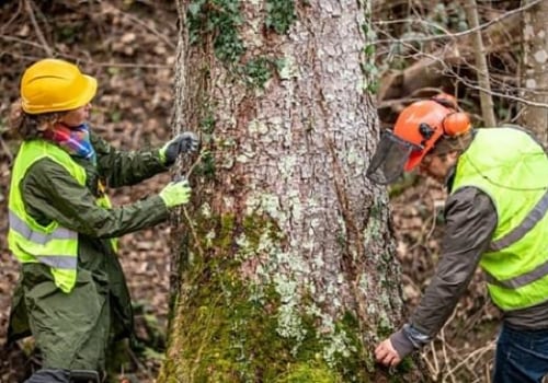 Essential Precautions for Handling and Disposing of Infected Trees