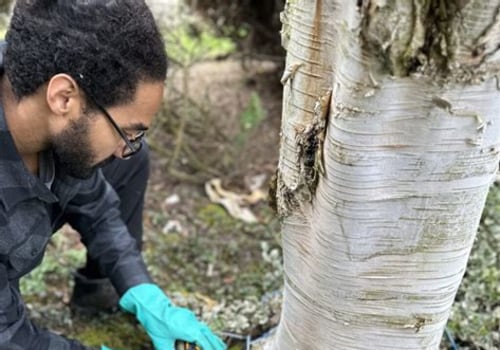 Deciding Between DIY and Professional Help for Tree Disease Treatment
