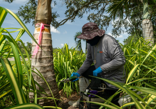 Preventing Tree Diseases: Effective Strategies and Treatments