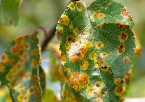 Understanding the Long-Term Effects of Tree Diseases on Tree Health and Treatment Options