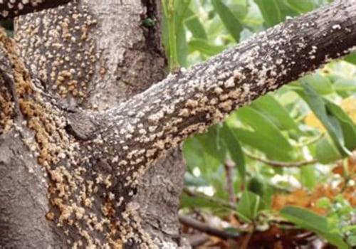 Understanding Common Tree Diseases and Their Treatments in Your Area