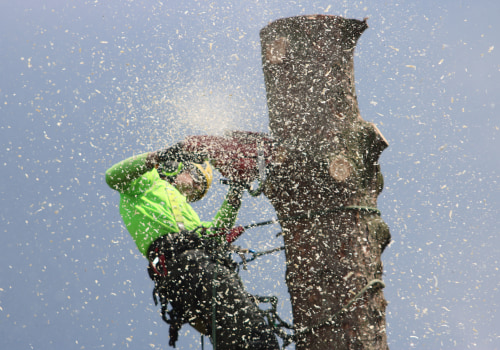 Understanding Tree Disease and Storm Cleanup in South Lake Tahoe
