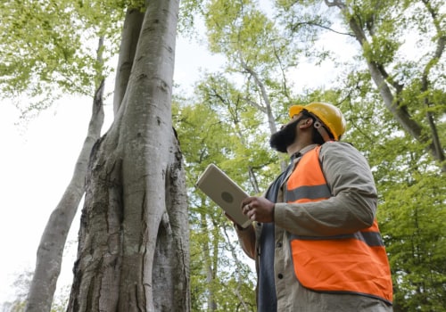 Essential Qualifications for Choosing a Tree Disease Treatment Professional