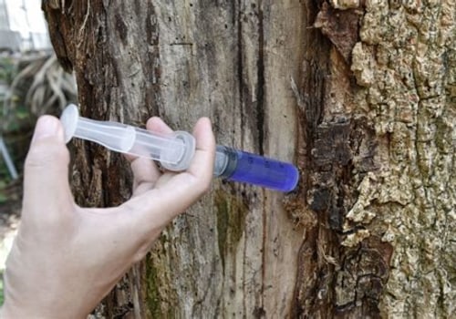 Strengthening Your Trees: Effective Strategies for Disease Prevention and Treatment
